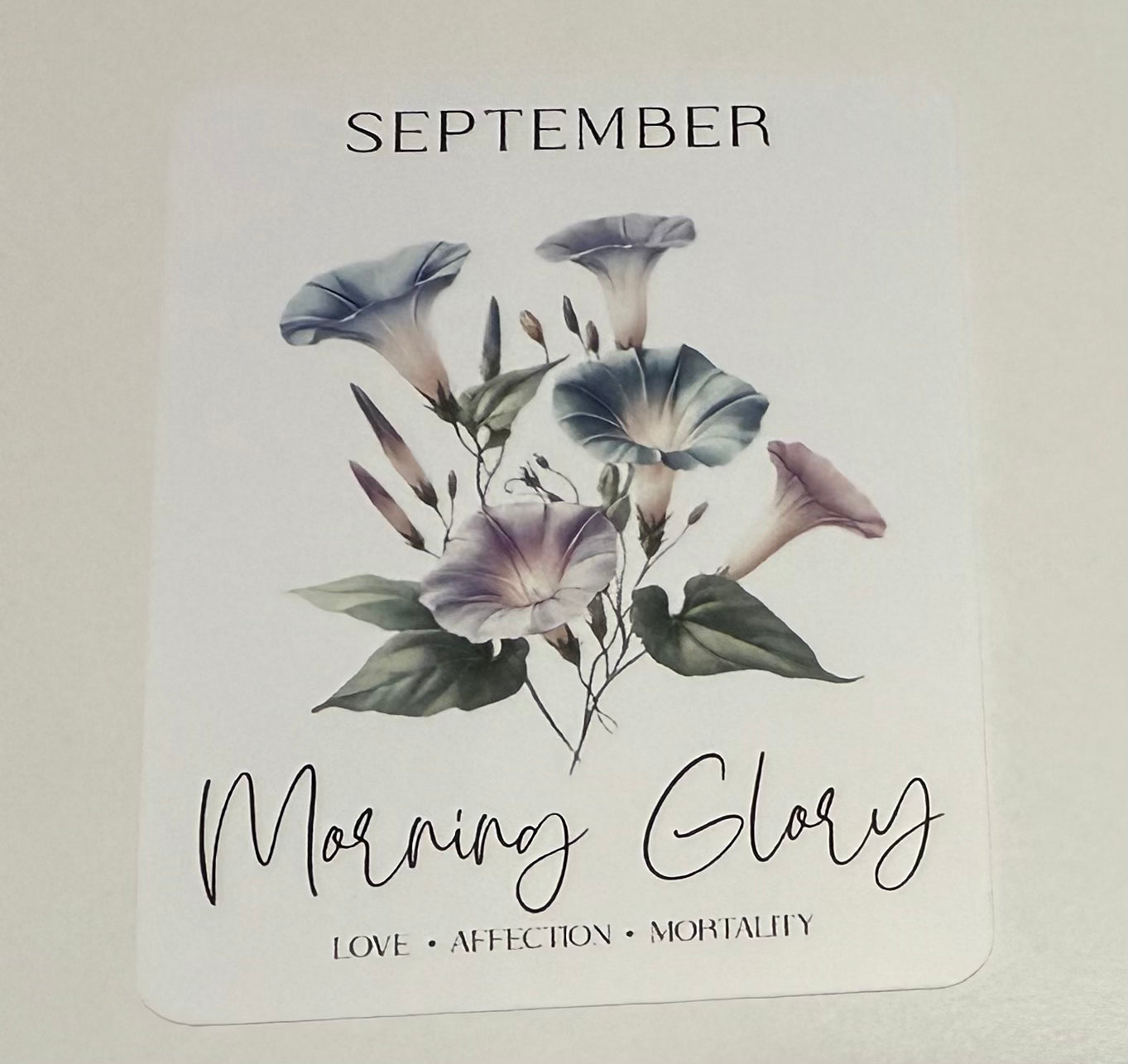 3" September Morning Glory Flower Vinyl Sticker (Pack of 2)