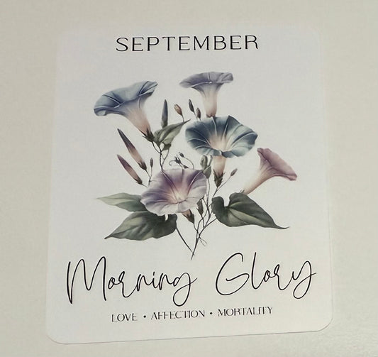 3" September Morning Glory Flower Vinyl Sticker (Pack of 2)